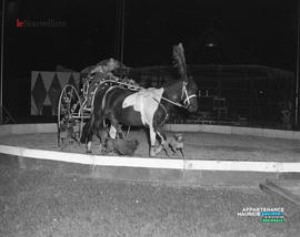 005 - Cheval