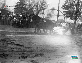 002 - Compétition chevaux