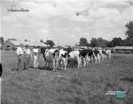 001 - Vaches