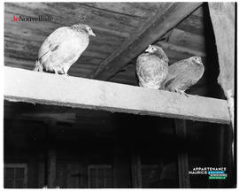003 - Oiseaux