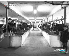008 - Ferme laitière