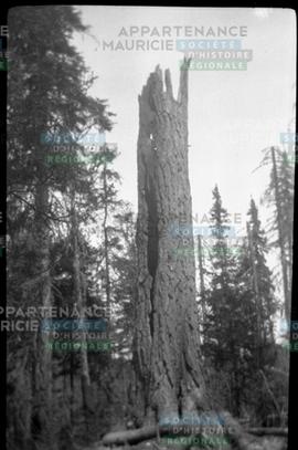 Tronc d'arbre
