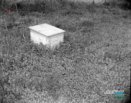 002 - Reportage sur les abeilles