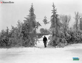 005 - Homme marchant entre deux sapins