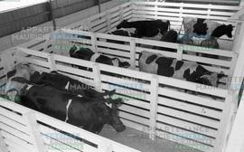 Vaches dans des enclos