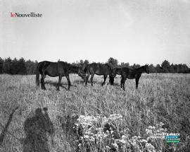 009 - Chevaux