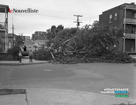 001 - Arbre tombé dans la rue