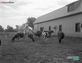 003 - Vaches