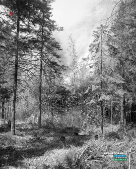 002 - Feu de forêt