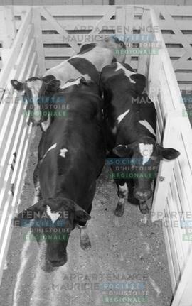 Vaches dans un enclos