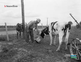 001 - Fermier et vache