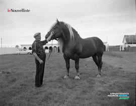 003 - Cheval