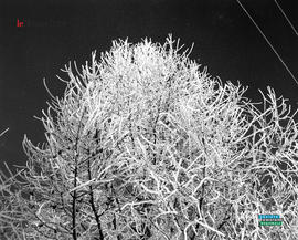 013 - Arbre glacé