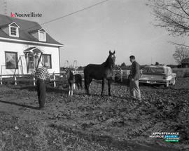 005 - Chevaux