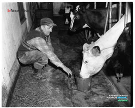 004 - Homme avec vache