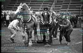Chevaux tirant des objets