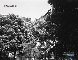 002 - Arbres en fleurs