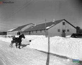 007 - Cheval