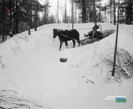 004 - Cheval hiver