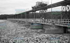 Bois pris au barrage