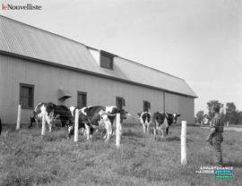 004 - Vaches