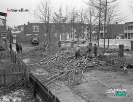 001 - Abattage des arbres