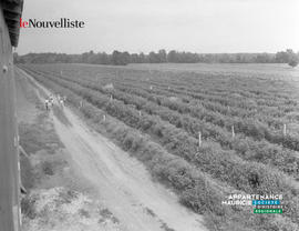 003 - Champ framboises