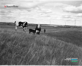 001 - Vaches