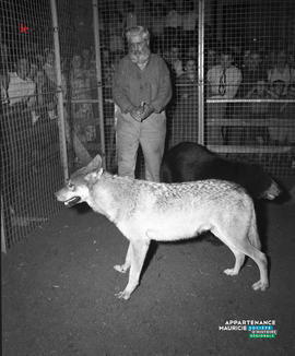 003 - Loup
