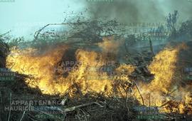 Branches en feu