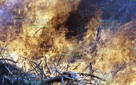 Branches en feu