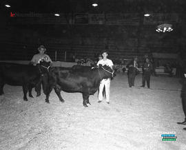 014 - Vache