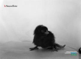 001 - Poulet quatre pattes