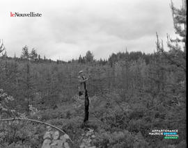 015 - Forêt