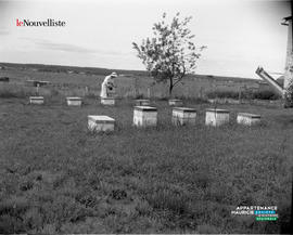 003 - Reportage sur les abeilles