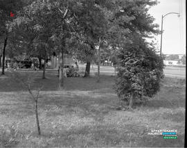 002 - Arbres