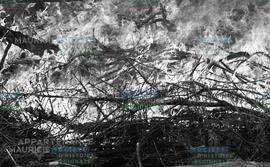 Branches en feu