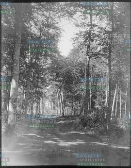 Maple Avenue. Année 1900 L'AVENUE DES ÉRABLES- Elle ne laissait pas encore prévoir la belle rue r...