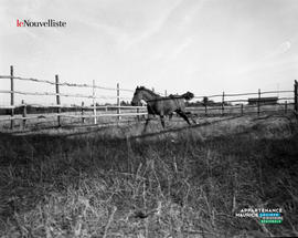 008 - Cheval