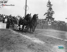 001 - Compétition chevaux