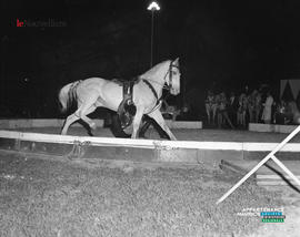 013 - Cheval