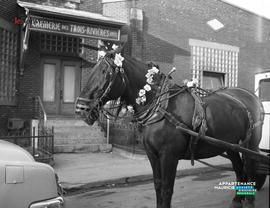 005 - Cheval