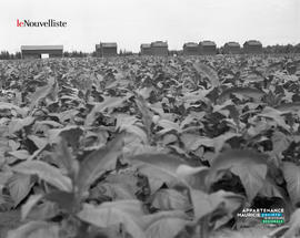 001 - Culture de tabac