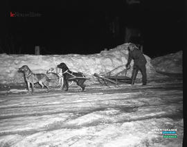 002 - Chiens de traîneau
