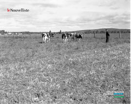 006 - Vaches