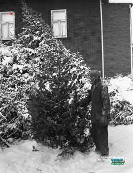 001 - Sapin