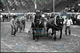 Chevaux tirant des objets