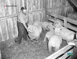 005 - Moutons