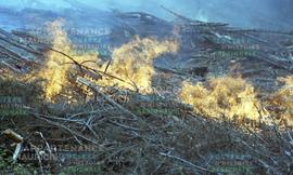 Feu dans des branches