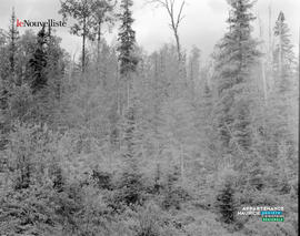 005 - Forêt